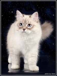 click for enlarge 768 X 1024 314,0 Kb picture