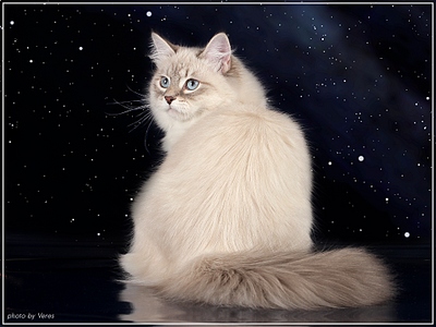 click for enlarge 1024 X 768 271,2 Kb picture