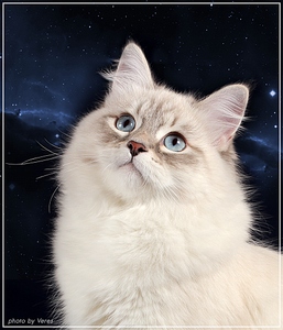 click for enlarge 878 X 1024 327,7 Kb picture