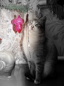 click for enlarge 375 X 500 60,5 Kb picture