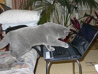 click for enlarge 1920 X 1440 490,7 Kb picture