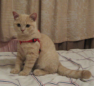 click for enlarge 444 X 406 36,4 Kb picture