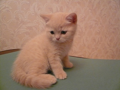 click for enlarge 1280 X 960 240,0 Kb picture