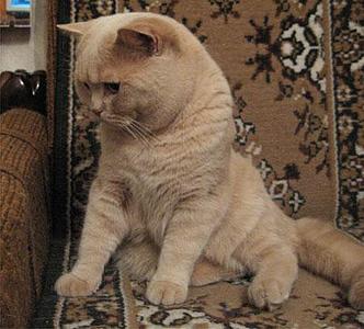 click for enlarge 451 X 407 539,0 Kb picture