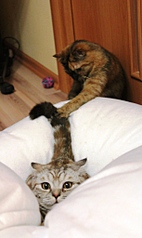 click for enlarge 610 X 1024 202,8 Kb picture