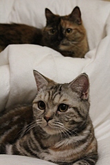click for enlarge 683 X 1024 271,8 Kb picture
