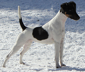 click for enlarge 1182 X 1000 251,4 Kb picture