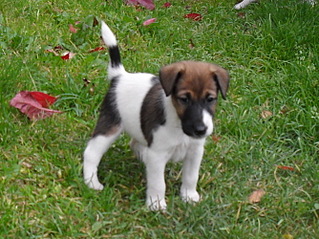 click for enlarge 667 X 500 174,4 Kb picture