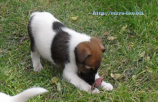 click for enlarge 772 X 500 170,9 Kb picture