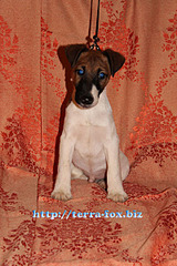 click for enlarge 400 X 600 100,2 Kb picture