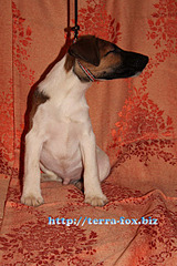 click for enlarge 400 X 600  93,6 Kb picture