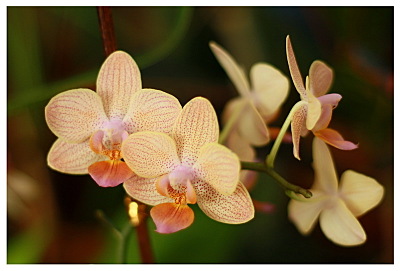 click for enlarge 800 X 542 120,2 Kb picture