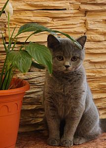 click for enlarge 1920 X 2675 473,8 Kb picture