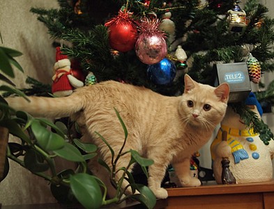 click for enlarge 1000 X 763 152,2 Kb picture