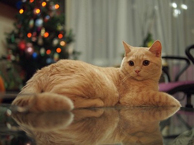 click for enlarge 1000 X 750 99,3 Kb picture