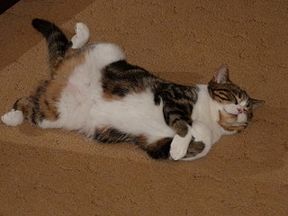 click for enlarge 800 X 600 136,0 Kb picture