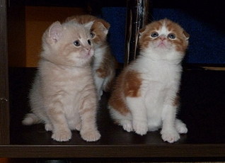 click for enlarge 800 X 577 105,8 Kb picture