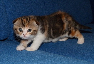 click for enlarge 800 X 550 149,9 Kb picture