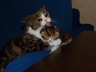 click for enlarge 800 X 600 120,6 Kb picture