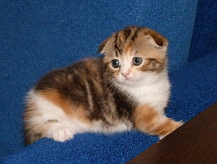 click for enlarge 794 X 600 146,7 Kb picture