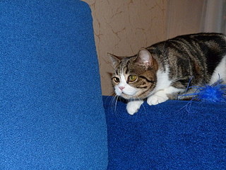 click for enlarge 800 X 600 186,2 Kb picture