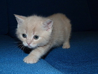 click for enlarge 800 X 600 134,6 Kb picture