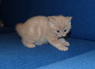 click for enlarge 800 X 582 133,2 Kb picture