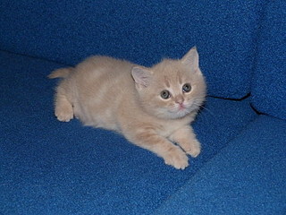 click for enlarge 800 X 600 167,9 Kb picture