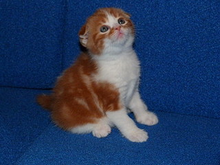 click for enlarge 800 X 600 135,6 Kb picture