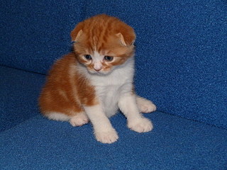 click for enlarge 800 X 600 172,3 Kb picture