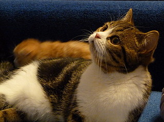 click for enlarge 800 X 594 145,6 Kb picture