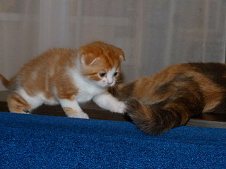 click for enlarge 800 X 600 121,5 Kb picture