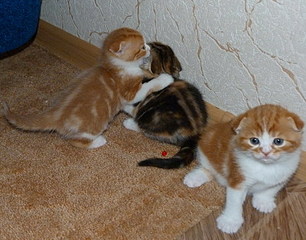 click for enlarge 766 X 600 157,1 Kb picture