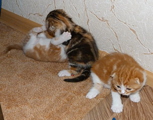 click for enlarge 764 X 600 165,3 Kb picture