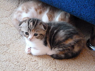 click for enlarge 800 X 600 157,1 Kb picture