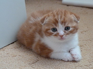 click for enlarge 800 X 600 115,9 Kb picture