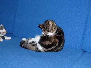 click for enlarge 800 X 600 188,1 Kb picture