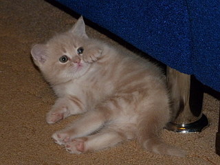 click for enlarge 800 X 600 139,9 Kb picture