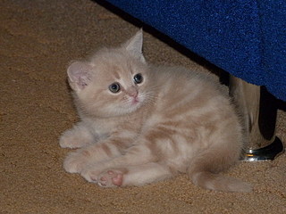 click for enlarge 800 X 600 145,5 Kb picture