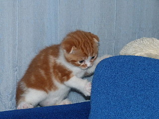 click for enlarge 800 X 600 155,5 Kb picture