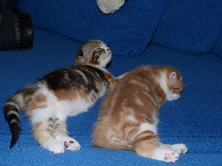 click for enlarge 800 X 600 148,4 Kb picture