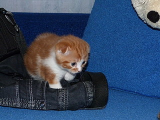 click for enlarge 800 X 600 178,0 Kb picture