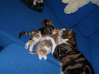 click for enlarge 800 X 600 162,1 Kb picture