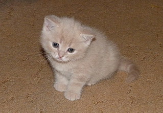 click for enlarge 800 X 553 139,1 Kb picture