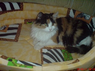 click for enlarge 448 X 336  50,0 Kb picture