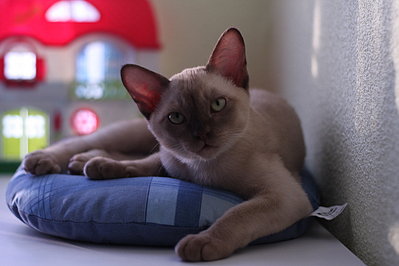 click for enlarge 1050 X 700 497,2 Kb picture