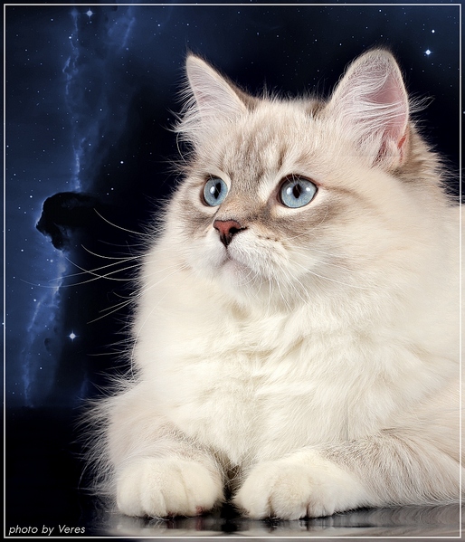 click for enlarge 878 X 1024 402,9 Kb picture