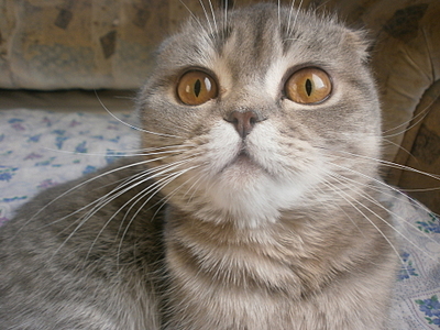 click for enlarge 1920 X 1440 203,3 Kb picture