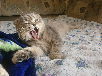 click for enlarge 1920 X 1440 248,0 Kb picture