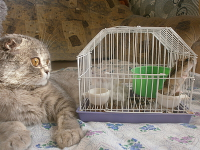 click for enlarge 1920 X 1440 268,3 Kb picture